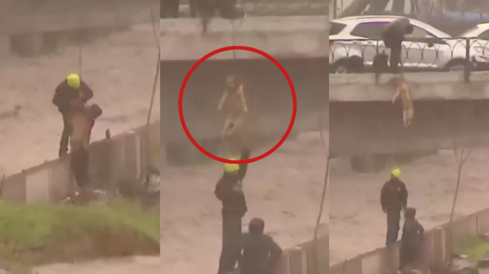 ¡Heroica acción! Desconocidos rescataron a perritos atrapados tras crecida del Río Mapocho
