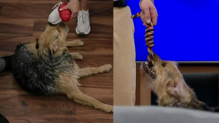 ¿Fin a las mordidas? Jugadores de Gran Hermano tendrán que ayudar cambiar la conducta de Bigote