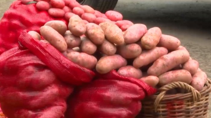 Papas caen un 1,8% en su precio tras poca demanda y llegada de hortaliza argentina