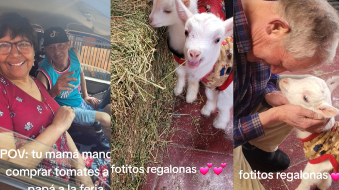 Hombre fue enviado a comprar tomates y llegó con 2 chivos para evitar que se los coman en Fiestas Patrias