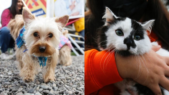 Los 6 alimentos más tóxicos para nuestras mascotas en Fiestas Patrias