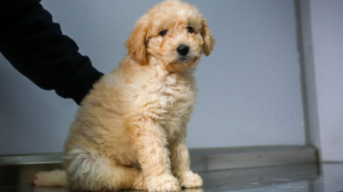 Consejo Constitucional rechaza “Chile por los Animales”: Era la iniciativa popular más votada