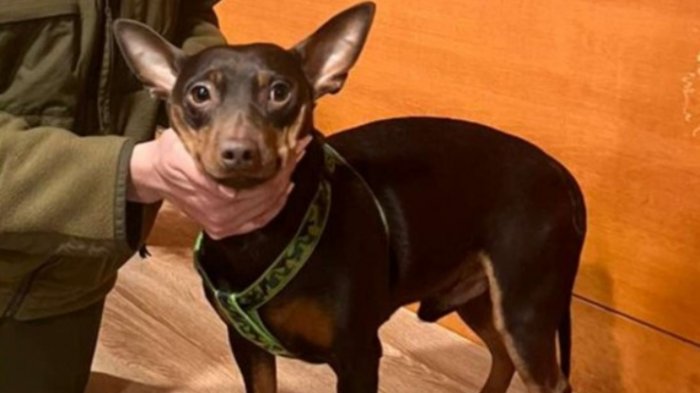 Buscan a tutores de perrito perdido en manifestaciones de Santiago