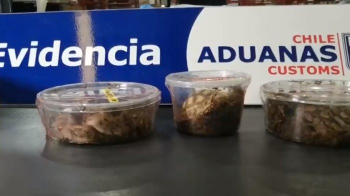 Contrabando de animales exóticos en Chile: Aduanas descubrió serpientes y tortugas en envases de plástico