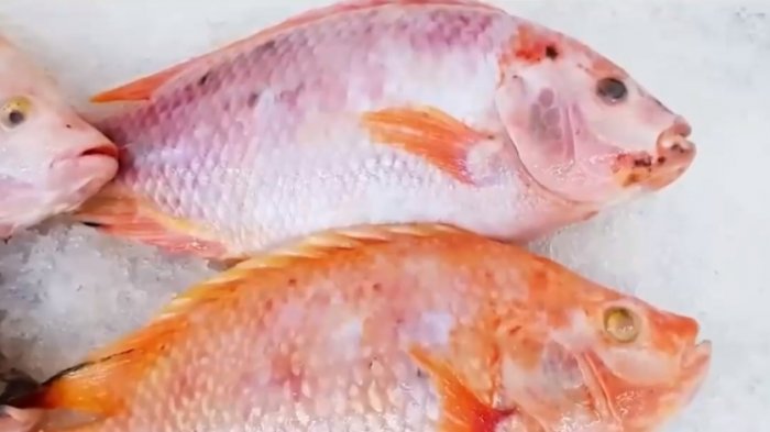 Los riesgos del pescado crudo: Mujer sufrió amputación de extremidades tras consumir tilapia en EE.UU.