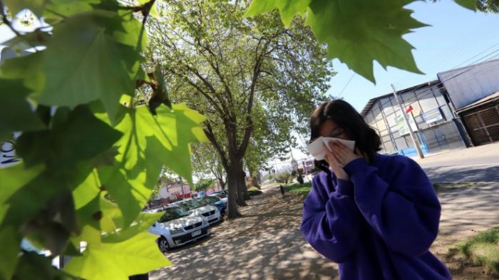 ¿Cuáles son los síntomas de la alergia estacional en primavera?