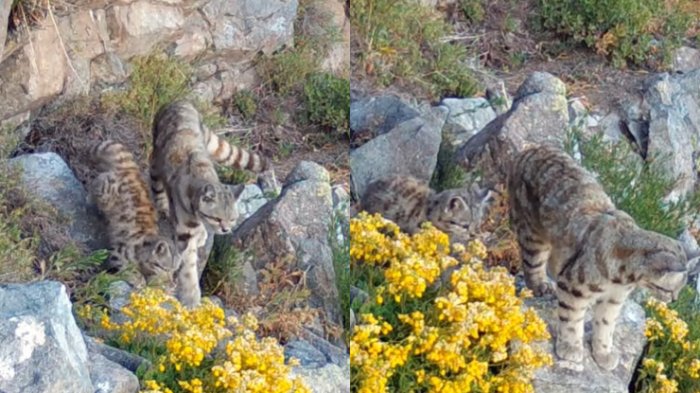 Captan a gato andino caminando junto a su cría en cordillera de Santiago