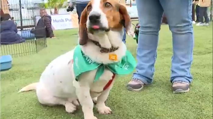 ¡Final feliz! Perrito 