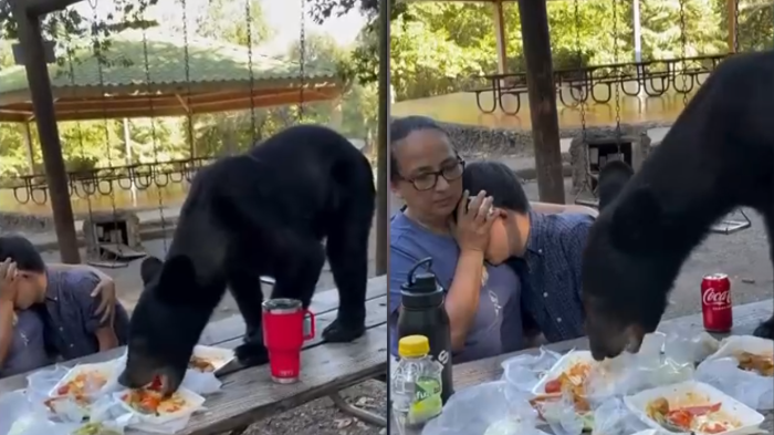 Estaban buenos los tacos: Oso 