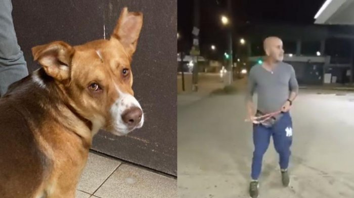 Ayudemos a Dante: Perrito agredido con honda en Villa Alemana está buscando un hogar