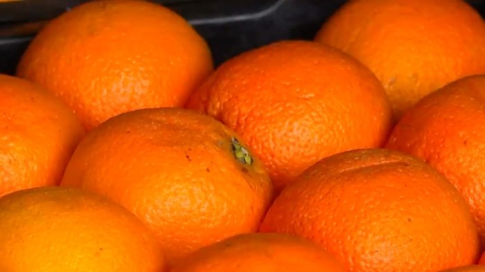 Estudio reveló que 9 de cada 10 hogares en Chile desperdicia alimentos en buen estado