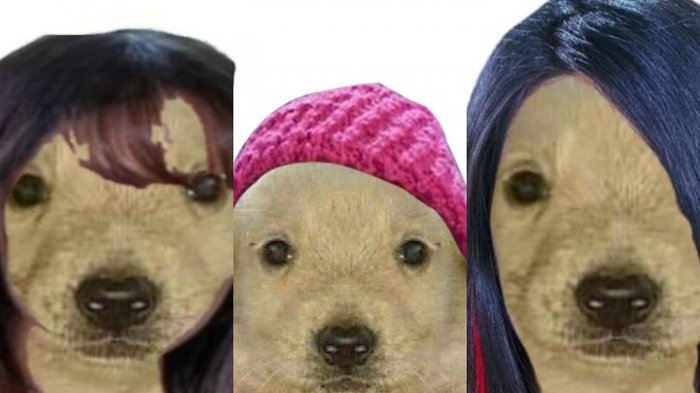 Los memes de perritos a lo Gran Hermano que son furor en redes: 
