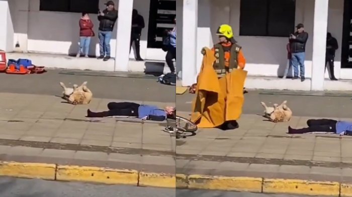 Perro fingió su muerte en pleno simulacro de accidente de tránsito en Puerto Montt: 
