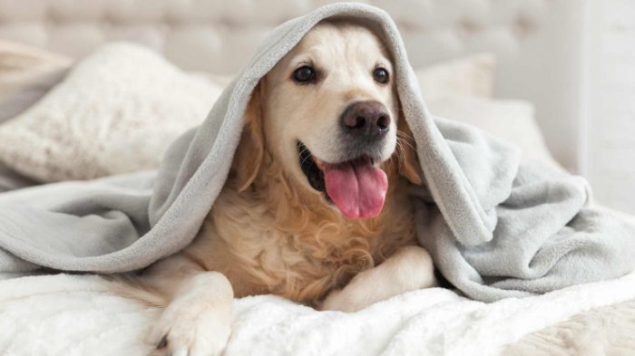 Experta recomienda no dormir junto a mascotas: Estos son los riesgos