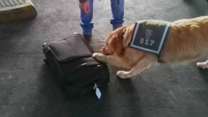 Perro policial detectó 3 kilos de pasta base al interior de sujetos en la región de Los Ríos