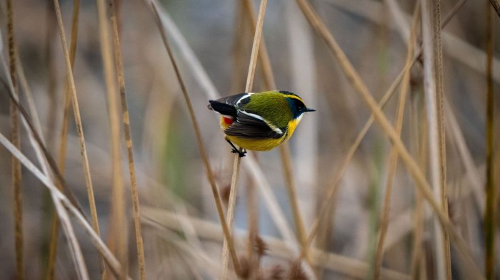 Conoce todo sobre Fiu: La mascota que revoluciona los Juegos Panamericanos 2023