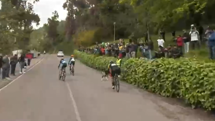¡Logró esquivarlo!: Perrito casi deja la grande en ciclismo de ruta en los Panamericanos 2023