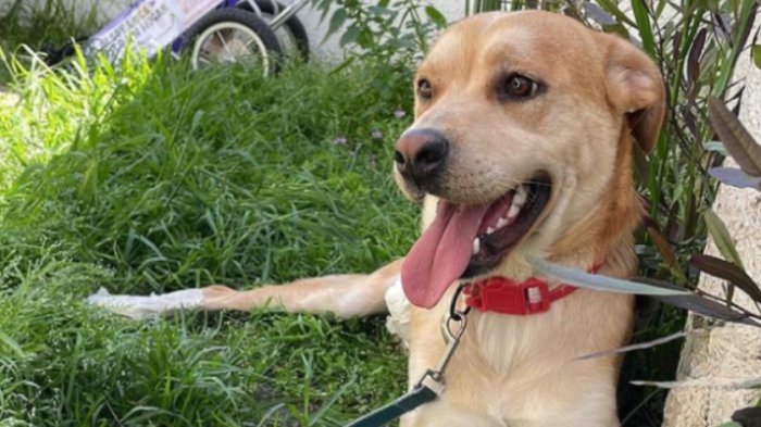 Un hogar para Luca: Perrito parapléjico viñamarino busca una familia definitiva