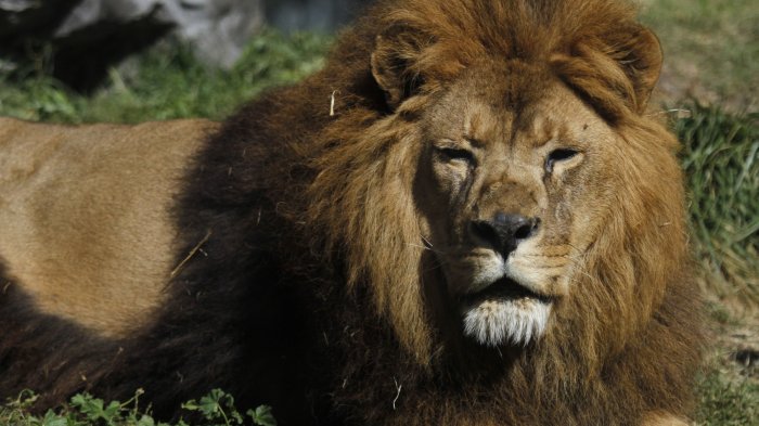 León se escapa de un circo y prende las alarmas en Italia