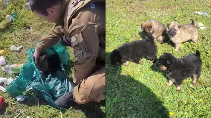 Carabineros rescató a cachorros que fueron abandonados en una bolsa de basura