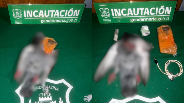 Macabro: Lanzan paloma muerta con celular y droga en su interior a cárcel de Victoria