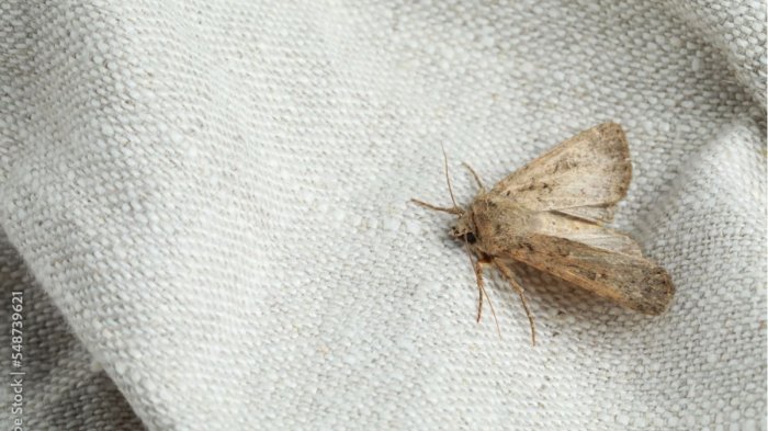 Cómo eliminar las polillas con ingredientes naturales en primavera