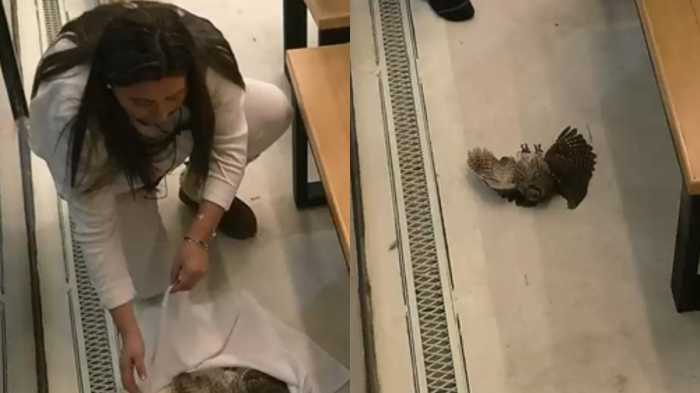 Pincoya se quedó con premio al mejor FENÓMENO PARANORMAL por la 