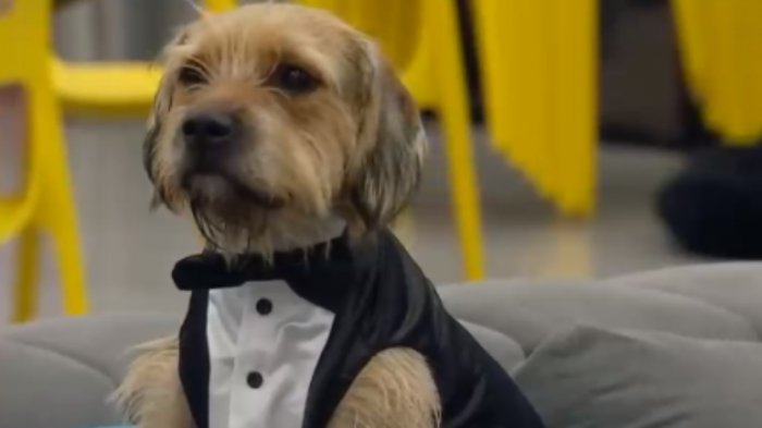 ¡Topísimo! Bigote enterneció con elegante smoking para abandonar la casa de Gran Hermano