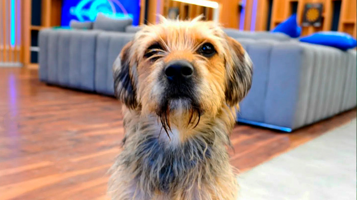 Lo más tierno que verás hoy: Así era Bigote antes de llegar a la casa de Gran Hermano