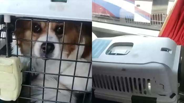 Empresas de transporte de pasajeros permiten viajes con mascotas dentro del bus