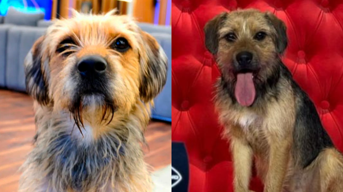 ¿Dónde está Bigote? Coni Capelli reveló quién está cuidando a su perro tras salida de GH