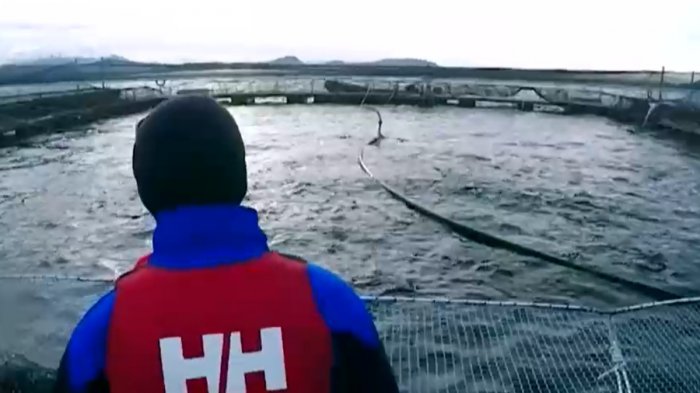 El costo ambiental de producir salmones: Industria vulneraría normas y busca instalarse en áreas protegidas