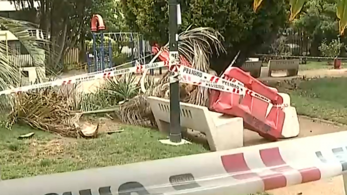 Hombre murió aplastado por una palmera en Viña del Mar: Familia acusa negligencia
