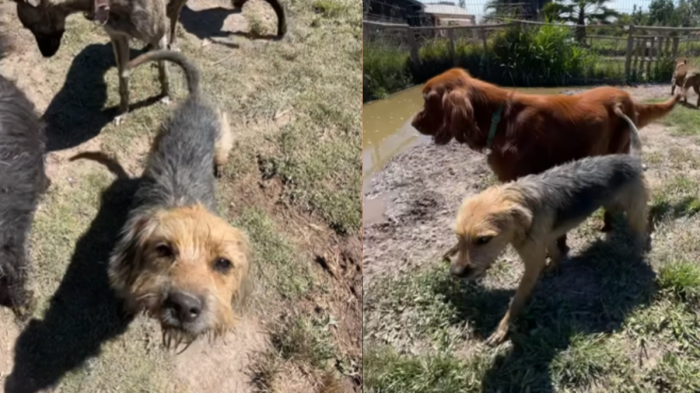 Sigue trabajando en su ansiedad: Los cuidados que recibe Bigote en hotel canino tras salir de Gran Hermano