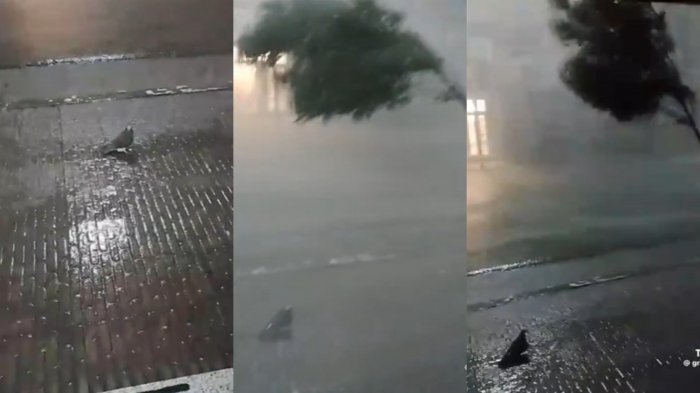 Video viral: Paloma resistió fuerte tormenta en Argentina y se volvió sensación en TikTok