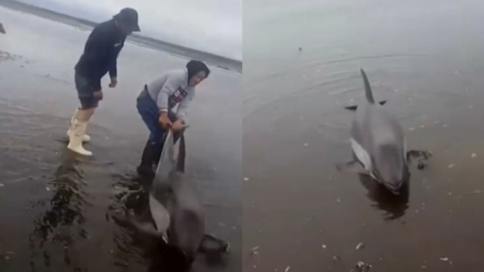 Pescadores rescataron a dos delfines australes varados en playa de Puerto Montt: ¿Cómo actuar en estos casos?