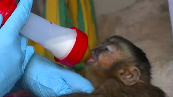 Monito capuchino que no fue reconocido por su madre busca reintegrarse a su familia en Buin Zoo