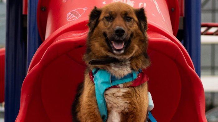 Brownie Boric sorprendió con foto navideña y bromeó con hurto de regalos