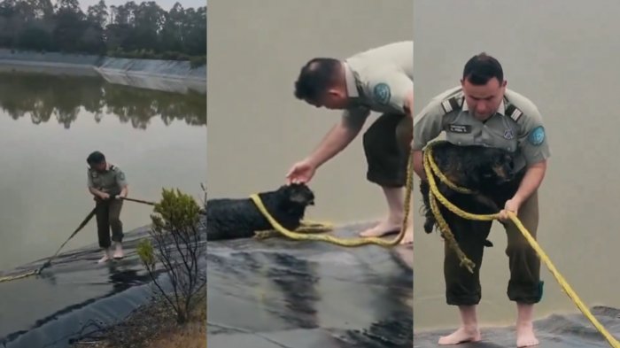 ¡Tuvo final feliz! Perrito rescatado por Carabineros desde un tranque fue adoptado en Casablanca