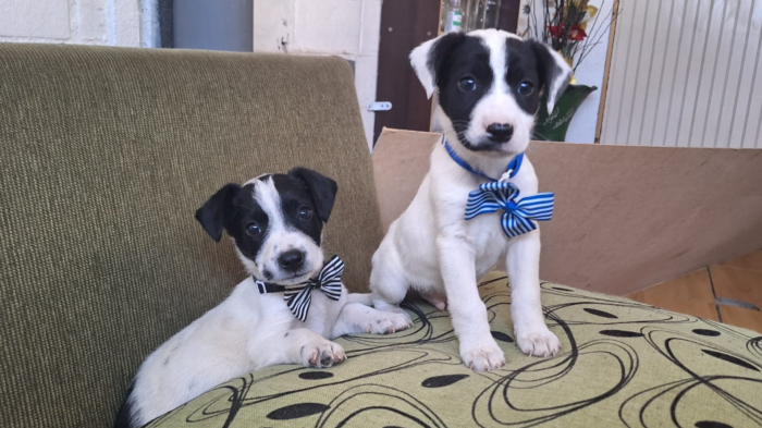 Cachorros buscan hogar tras ser abandonados en basurero de San Bernardo