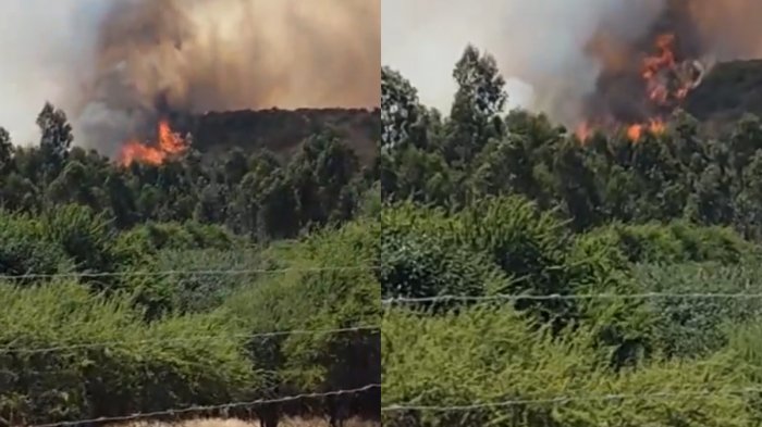SENAPRED solicitó evacuar sector de Parcelación La Aguada en la Región de O'Higgins por incendio forestal