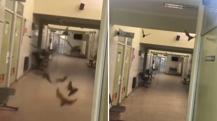 Impactante registro: Plaga de murciélagos obligó a cerrar Cesfam en Sagrada Familia