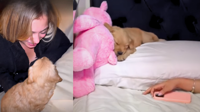 ¡Se llama Diana! Skar y Jorge adoptaron a tierna perrita y la mostraron en redes