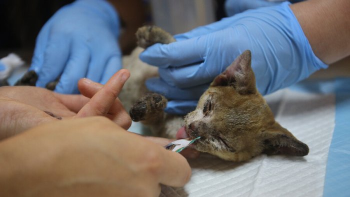 Tribunal Internacional de Derechos de la Naturaleza sesionará en Biobío por megaincendios de 2023