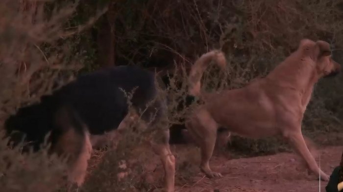 Jauría de perros atacan en promedio a una persona al día en San Pedro de Atacama