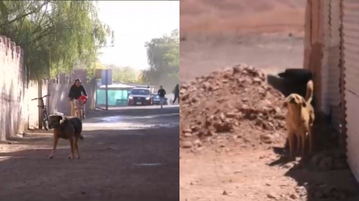 Municipio de San Pedro de Atacama exigió eutanasia a 4.500 perros callejeros tras nuevo ataque a turista