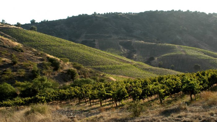 ¿Rancagua se fue mundial? New York Times destacó atractivos culinarios de la Región de O'Higgins