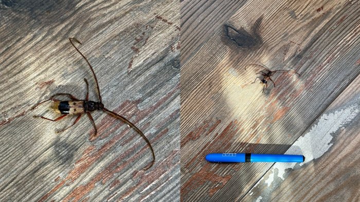 ¿Qué es el insecto que apareció en Providencia? SAG aclaró dudas y riesgos sobre este escarabajo