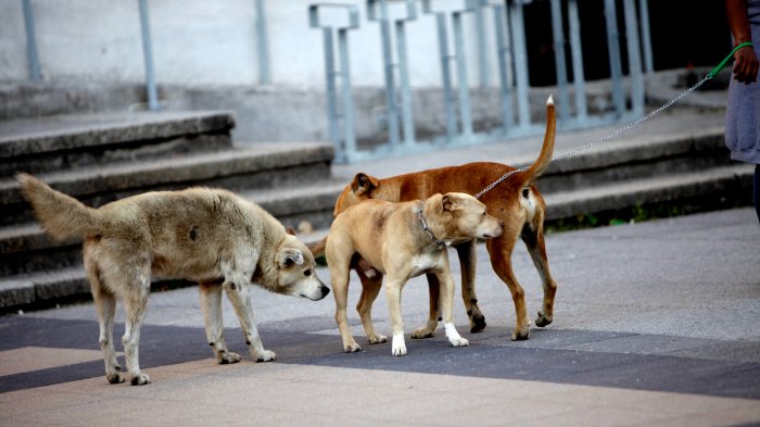 Corte acogió recurso que busca eutanasiar a perros abandonados de San Pedro de Atacama