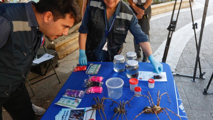 ¿Cómo evitar picaduras de araña de rincón? Las recomendaciones de la Seremi de Salud ante aumento de casos